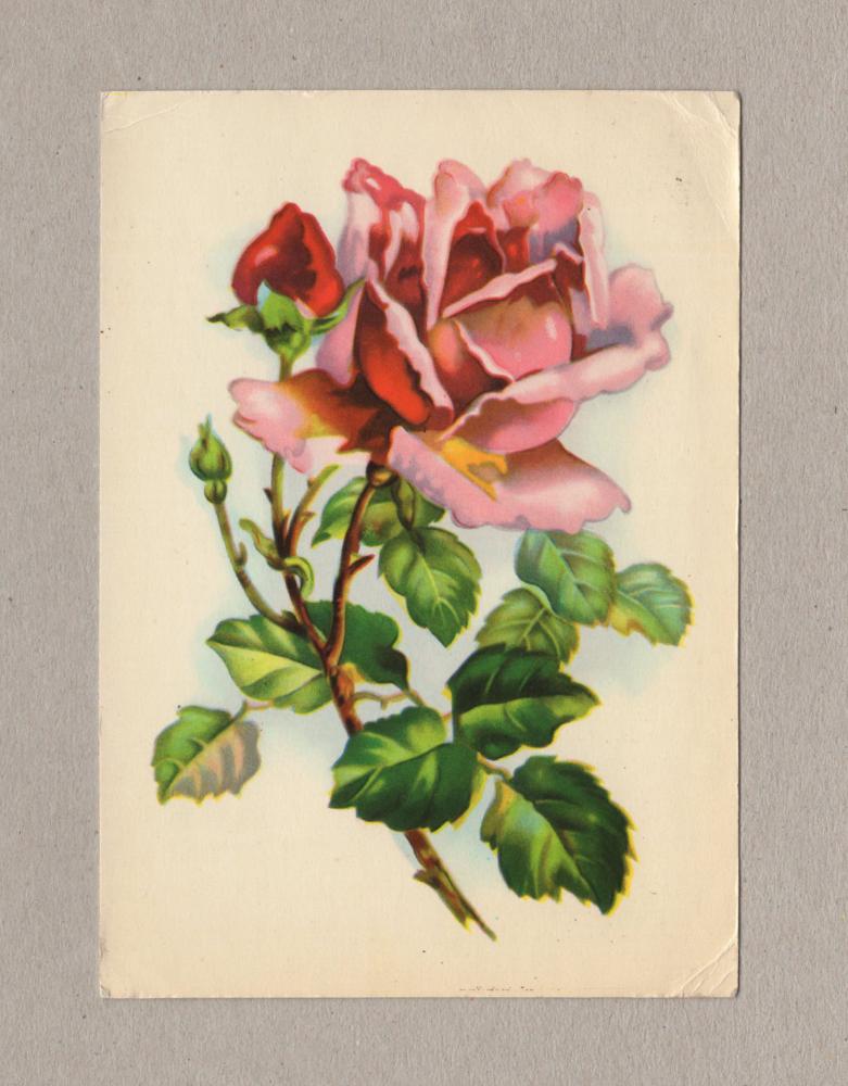 Советские розы. Советские открытки с розами. Наборы открыток СССР С розами 1973 год.