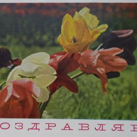 Открытка СССР, 1968 г.Тюльпаны. почтовая карточка. Подписана.