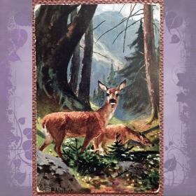 Антикварная открытка "Косули в лесу"