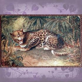 Антикварная открытка "Гепард. Леопард"
