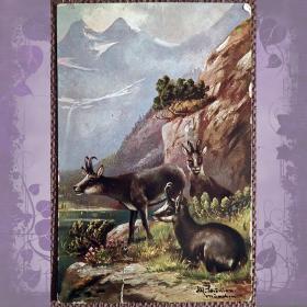 Антикварная открытка "Горные серны"