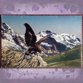 Антикварная открытка "Орел с сурком"