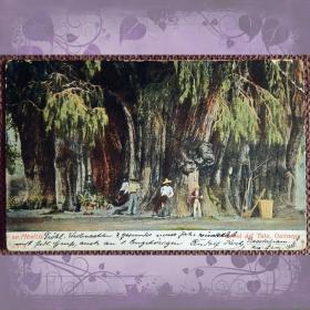 Антикварная открытка "Дерево Туле". Мексика