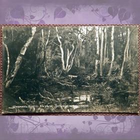 Антикварная открытка. Шишкин "Болото в лесу". Третьяковская галерея
