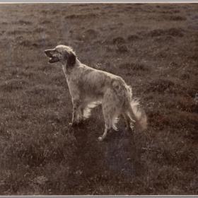 Фото СССР Охотничья собака 1950 г.