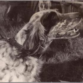 Фото СССР Охотничья собака 1950 г.
