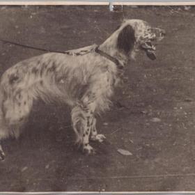 Фото СССР Охотничья собака 1938 г.