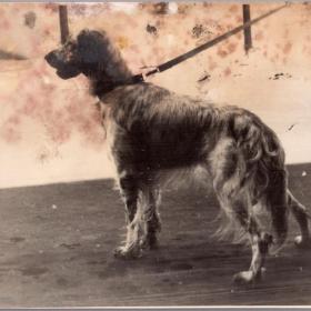 Фото СССР Охотничья собака 1938 г.