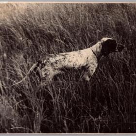 Фото СССР Охотничья собака 1954 г.