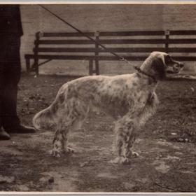 Фото СССР Охотничья собака 1948 г.