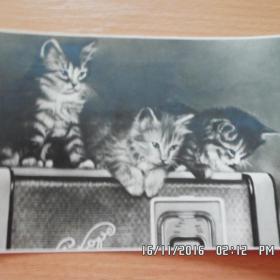 Почтовая карточка  (котята)