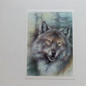 открытка Волк из 80 х