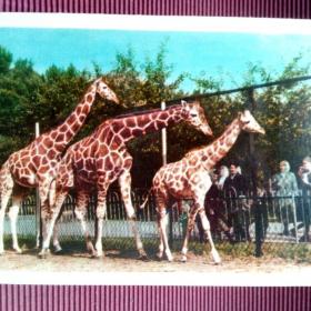 Семья жирафов. ИЗОГИЗ 1963 г.