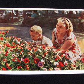 Открытка СССР. Какой красивый цветок! Фото Д. Шоломовича, 1959 год, подписана