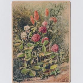 Открытка иностранная Германия 1950-е чистая Берлин Клевер луговой красный травянистое растение цвет