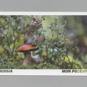 Открытка Россия Нерюнгри Якутия Левина чистая Республика Саха природа грибы бурундук подосиновик