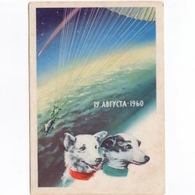 Открытка СССР собаки Белка Стрелка 1962 Викторов чистая космос звезды корабль спутник 19 август 1960