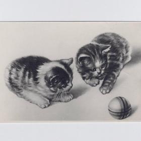 Открытка СССР Котята 1957 подписана поздравительная домашние животные кошки коты котики дети игра