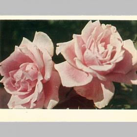 Открытка СССР. Розы. Фото И. Кропивницкого, 1968 г, чистая (нежные розы)