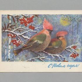 Открытка СССР Новый год 1975 Манилова подписана певчая птица свиристель новогодняя ночь детство лес