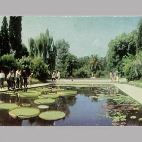 Открытка СССР. Сухуми. Ботанический сад. Фото В. Панова, 1972 год, чистая