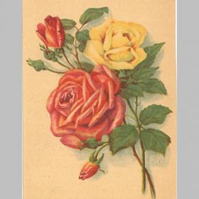 Открытка СССР. Розы. 1955 год, подписана (цветы, букет)