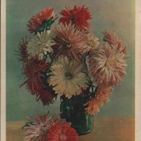 Открытка, СССР, цветы, Астры