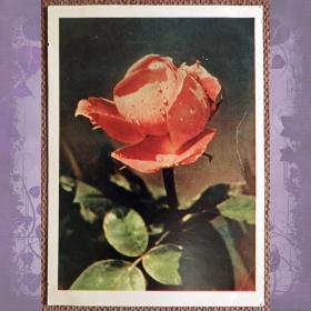 Открытка "Роза". 1960 год