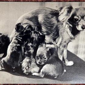 Открытки "Породы собак" (7 шт.). 1969 год