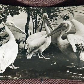 Открытка "Пеликаны". 1950-е годы