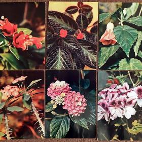 Набор открыток "Комнатные растения". 1983 год