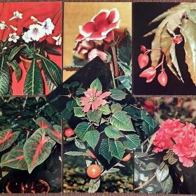 Набор открыток "Комнатные растения". 1983 год