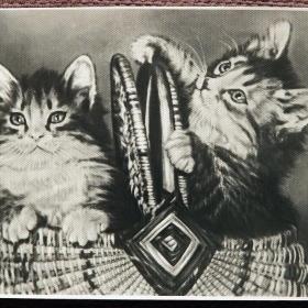 Открытка "Котята в корзинке". 1956 год