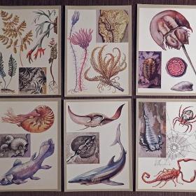 Набор открыток "Заповедные животные и растения". 1983 год