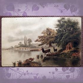 Антикварная открытка "Олени на водопое"