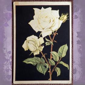 Открытка "Роза белая". Филателия. 1961 год