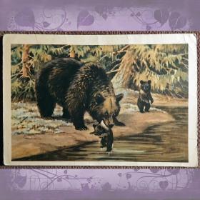 Открытка. Худ. Трофимов "Медведица с медвежатами". 1954 год
