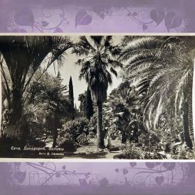 Открытка "Сочи. Дендрарий. Пальмы". 1952 год