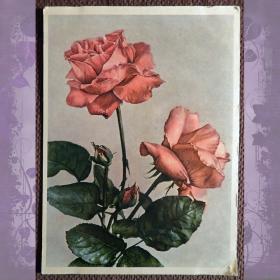 Открытка "Две розы". 1958 год