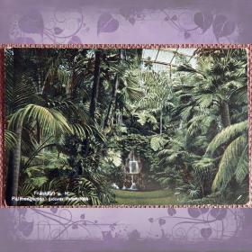 Антикварная открытка "Франкфурт. Ботанический сад. Пальмовая оранжерея". Германия