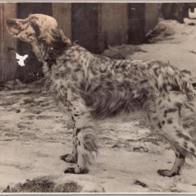 Фото СССР Охотничья собака 1955 г.