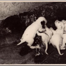 Фото СССР Охотничья собака со щенками 1950 г.