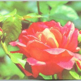 Открытка Роза чайно-гибридная Фото Раскина 1976