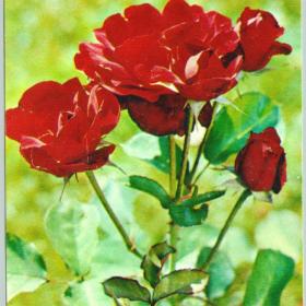 Открытка Букет роз Матанова 1973