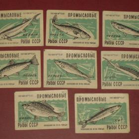 Спичечные этикетки. "Промысловые рыбы СССР". 8 штук. 1956 год.
