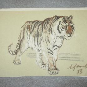 Открытка "Тигр". А.Лаптев. 1956 год. Чистая.