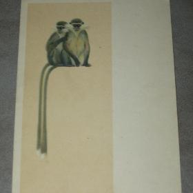 Открытка "Зеленые мартышки". В.Трофимов. 1954 год. Чистая.