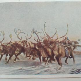Открытка "Традиционные гонки на оленьих упряжках". 1953 год. 