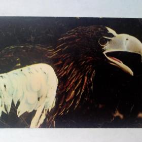 Московский зоопарк.  Тихоокеанский орлан. 1969 год.