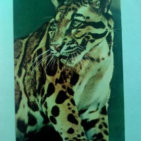 Московский  зоопарк.   Леопард  дымчатый.1969 год.